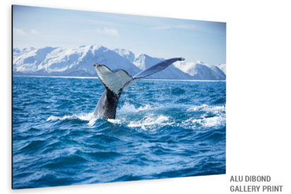 Alu Dibond Bild Wal