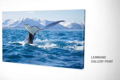 Leinwand Bild Wal