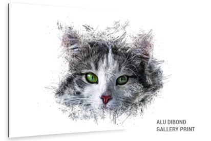 Alu Dibond Bild Katze