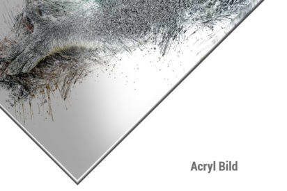 Acryl Bils Koala Bär