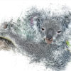 Koala Bär Ink Art Bild