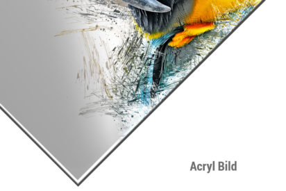 Acrylbild Papagei