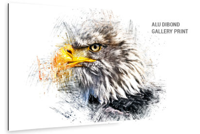 Alu Dibond Bild Adler