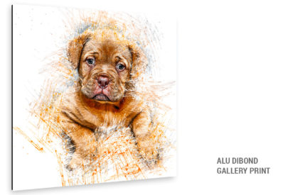 Alu Dibond Bild Hunde