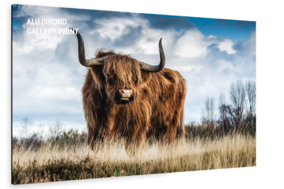 Aludibond Bild Bull