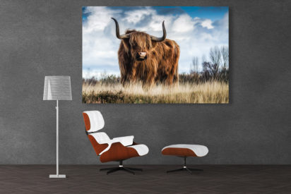 Highlands Bull Galeriebild
